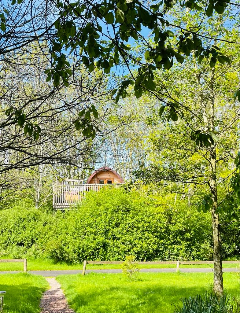 TreePod, surrounded by trees and nature, glamping in luxury